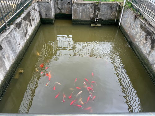 多彩貴州網 每天自產自銷50噸污水，這家藥廠如何做到的？——餐廚垃圾處理的另類模式